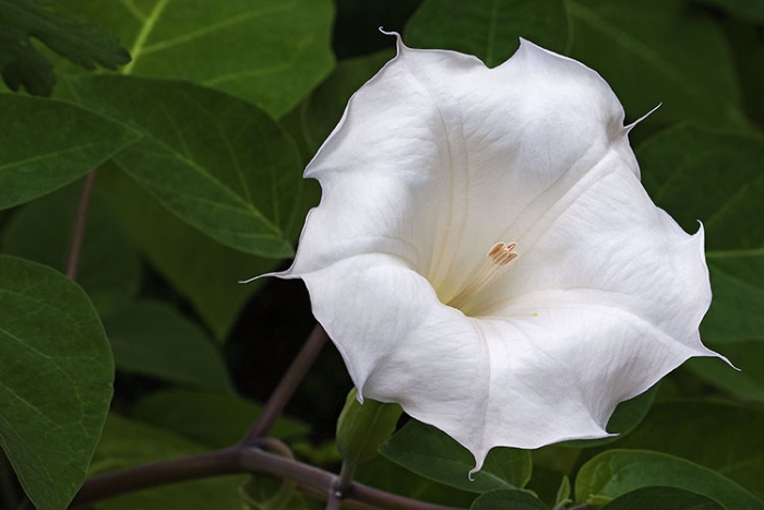 Datura metel image