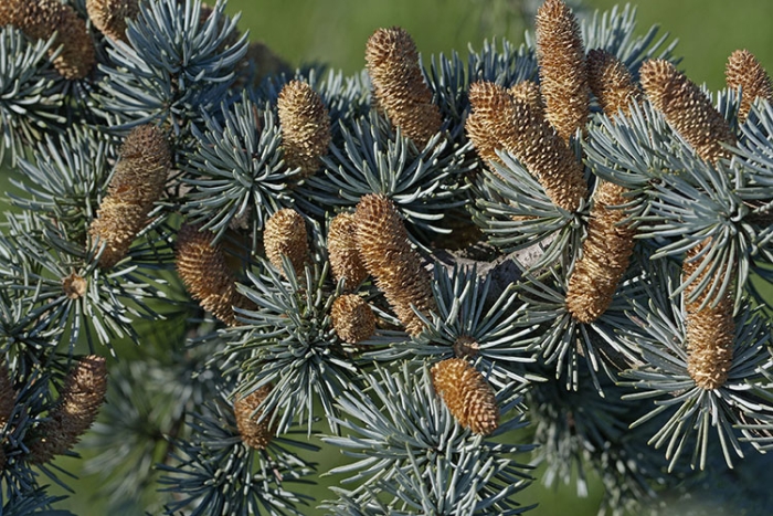 Cedrus atlantica image