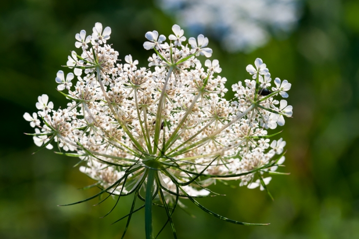 Daucus carota image