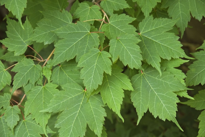 Acer barbinerve image