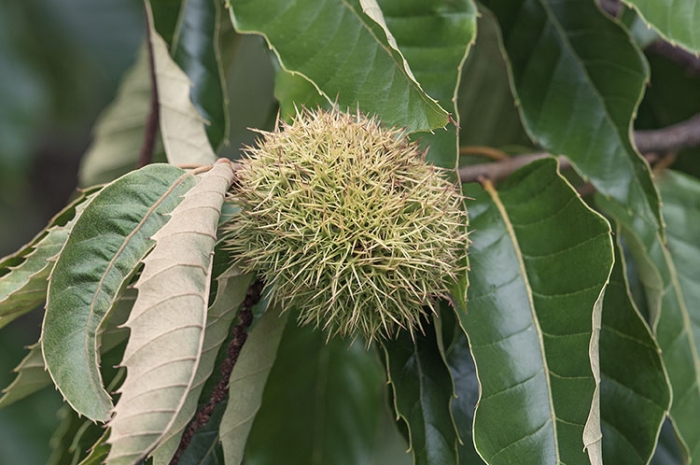 Castanea dentata image