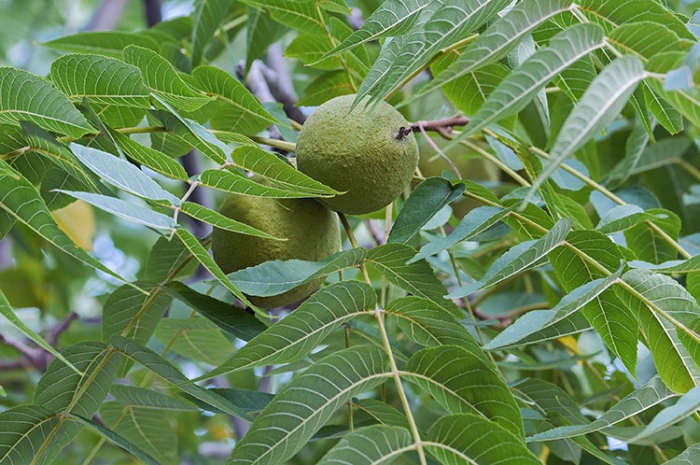 Juglans nigra image
