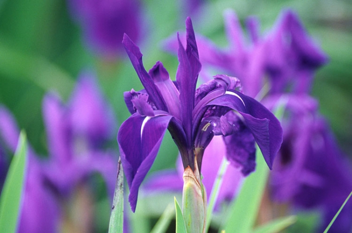 Iris laevigata image