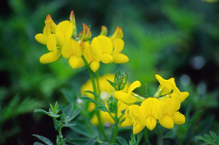 Lotus corniculatus image