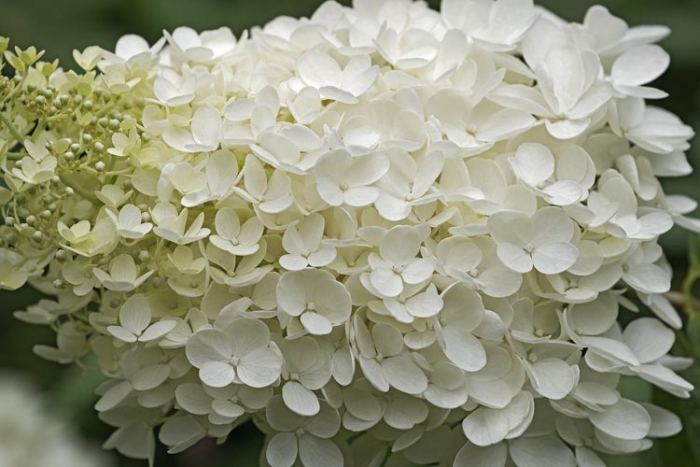 Hydrangea paniculata image