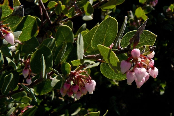 Arctostaphylos morroensis image