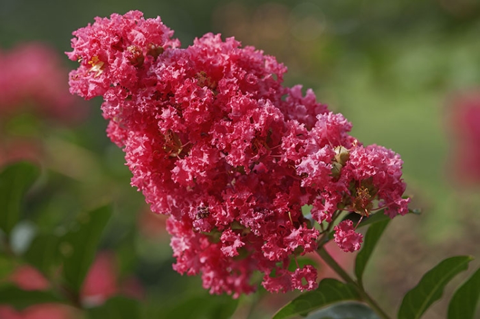 Lagerstroemia indica image
