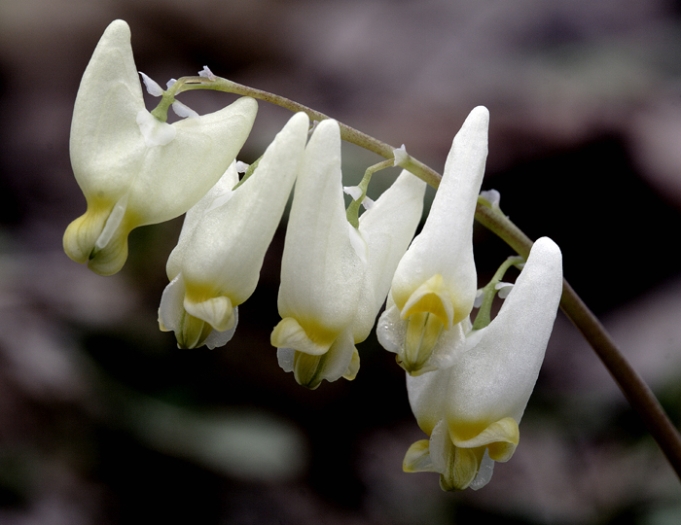 Dicentra cucullaria image