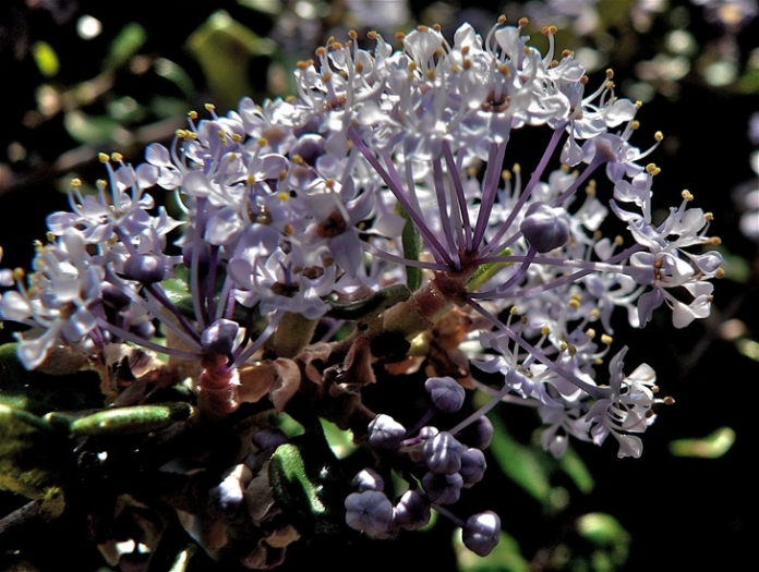 Ceanothus maritimus image