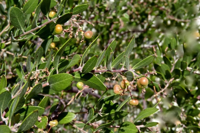 Arctostaphylos pajaroensis image