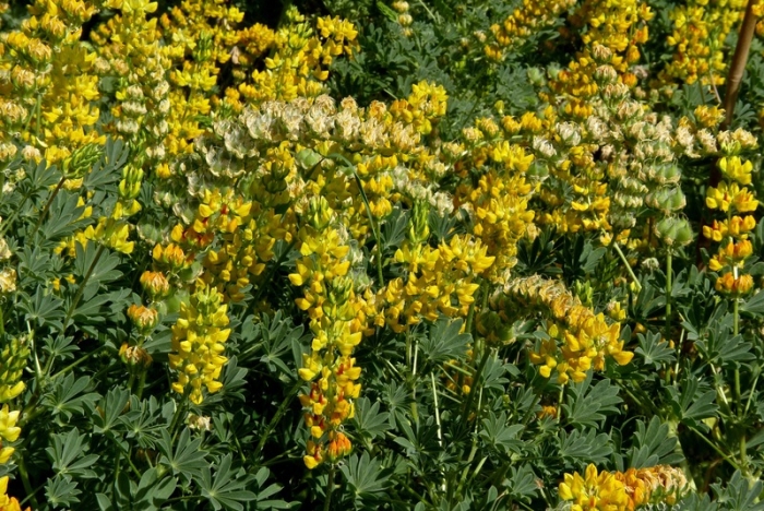 Lupinus microcarpus image