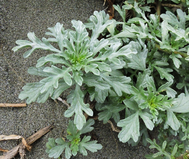 Ambrosia chamissonis image