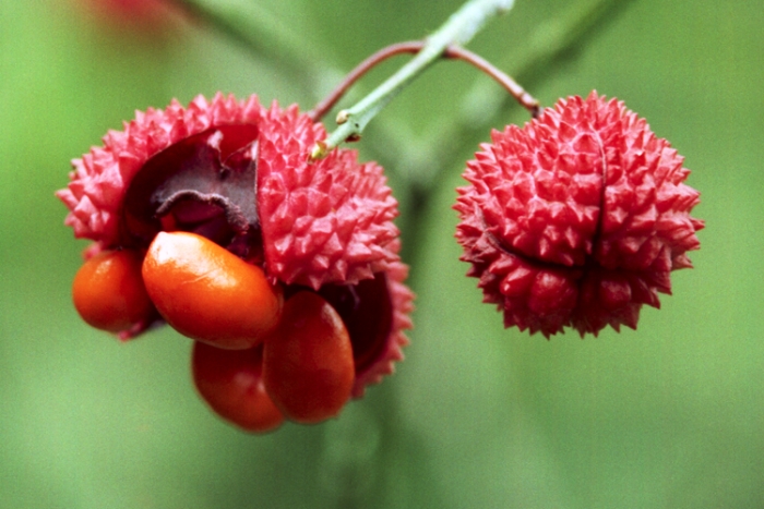 Euonymus americanus image