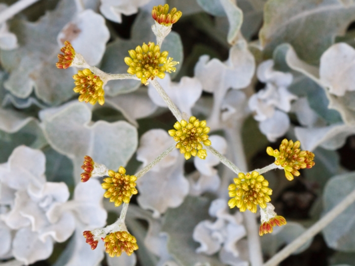 Eriogonum crocatum image
