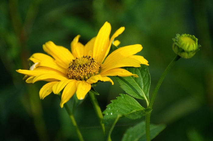 Helianthus decapetalus image