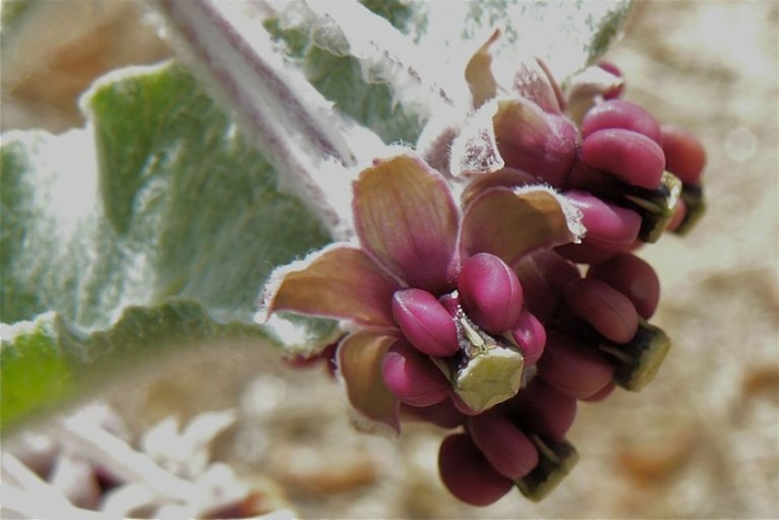Asclepias californica image