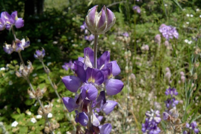 Lupinus grayi image