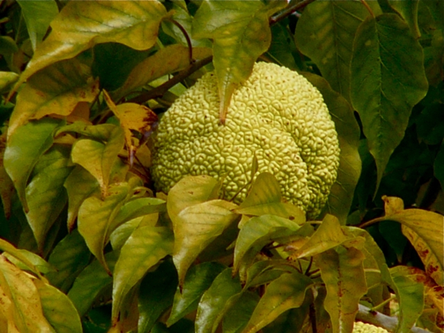 Maclura pomifera image