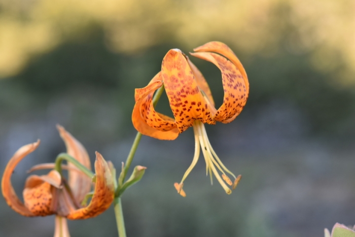 Lilium humboldtii image