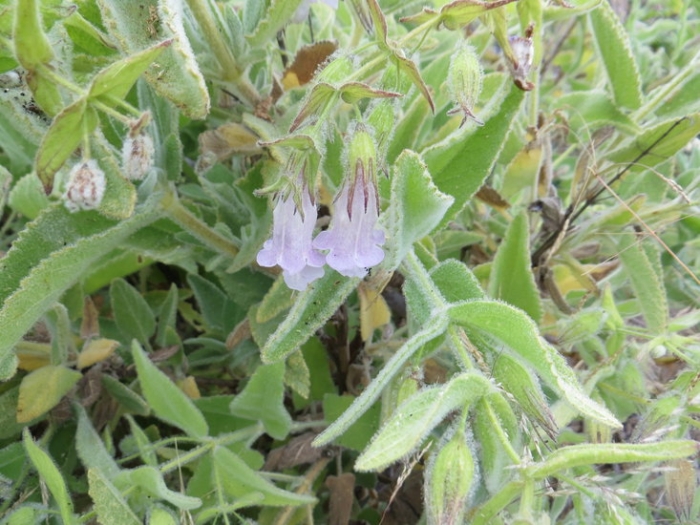Lepechinia fragrans image