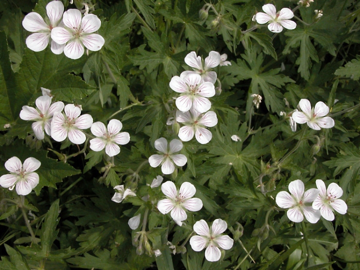 Geranium richardsonii image