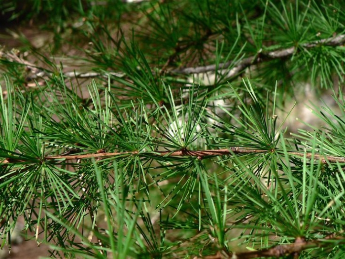Larix occidentalis image