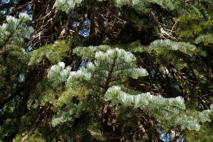 Abies magnifica image