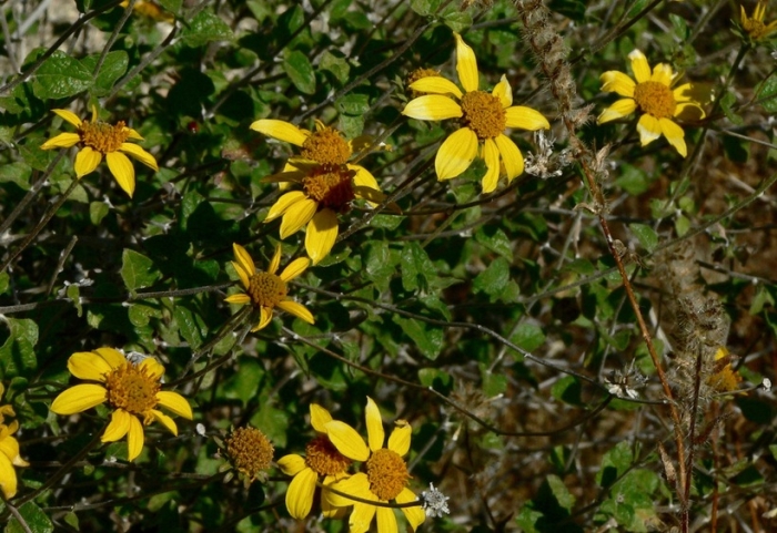 Bahiopsis parishii image