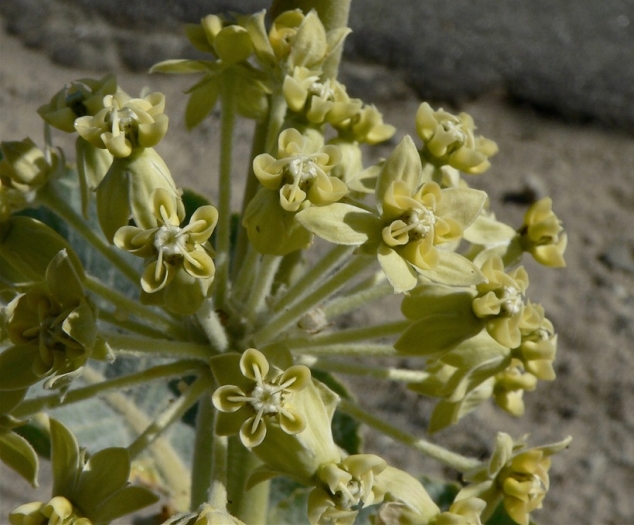 Asclepias erosa image