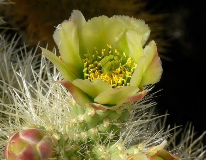 Cylindropuntia bigelovii image