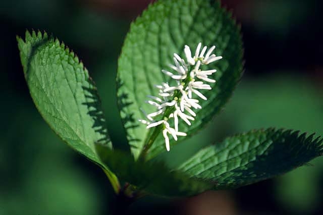 Chloranthus japonicus image