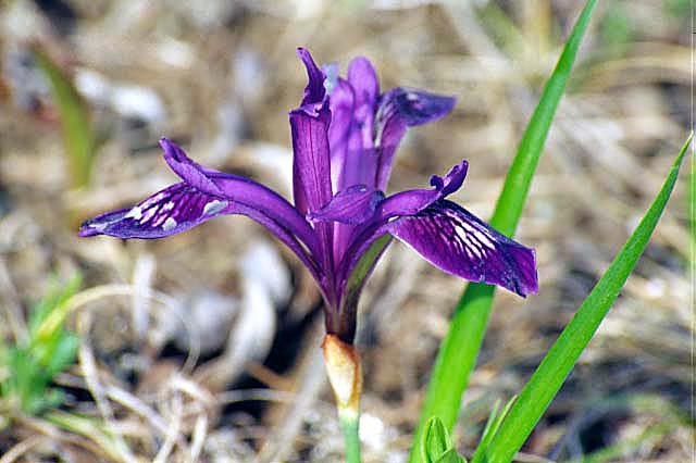 Iris uniflora image
