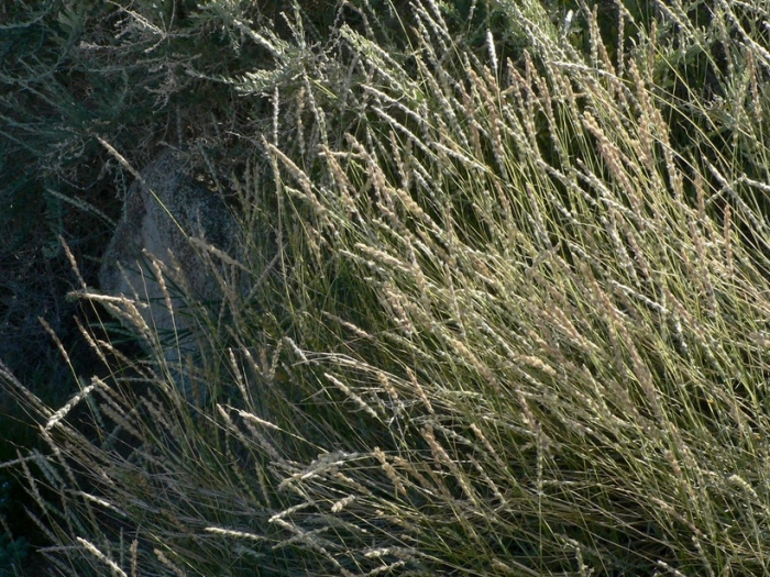 Hilaria rigida image