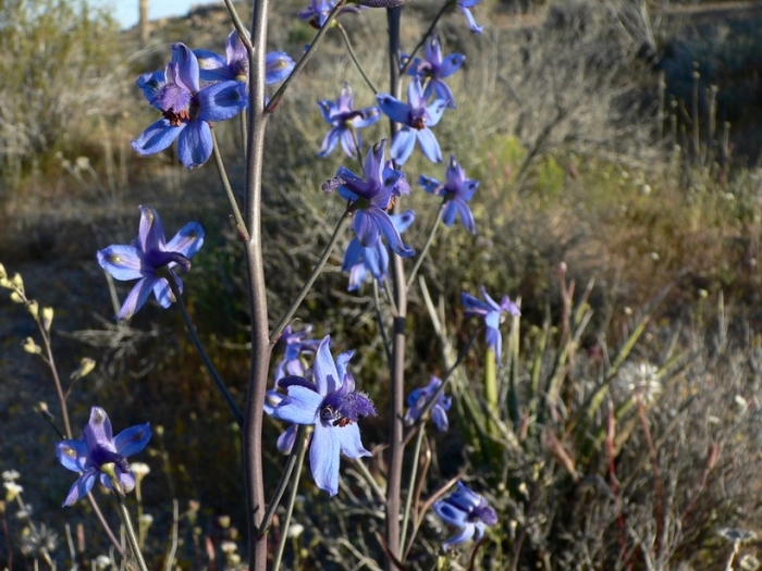 Delphinium parishii image