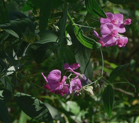 Lathyrus latifolius image