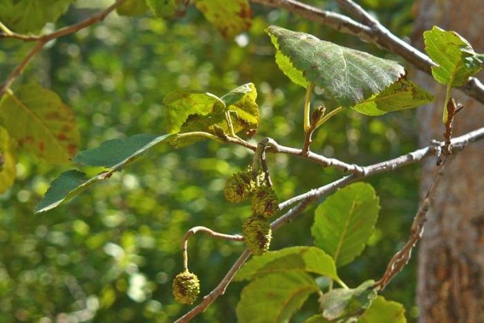 Alnus incana subsp. tenuifolia image