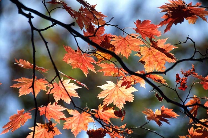 Acer pseudosieboldianum image