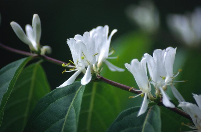 Lonicera maackii image