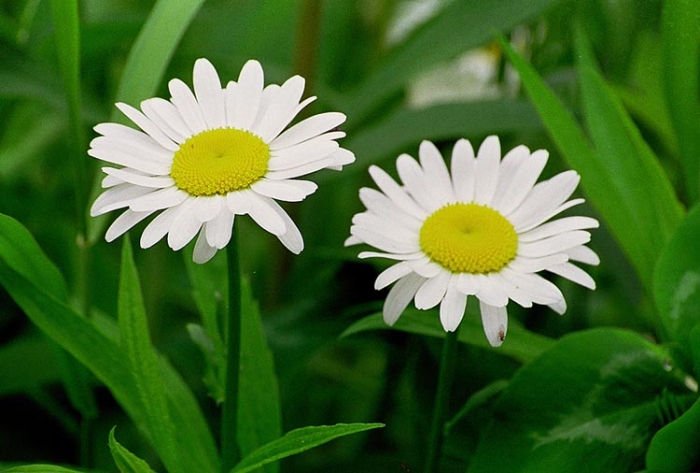 Leucanthemum vulgare image