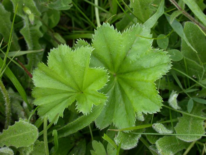 Alchemilla glomerulans image