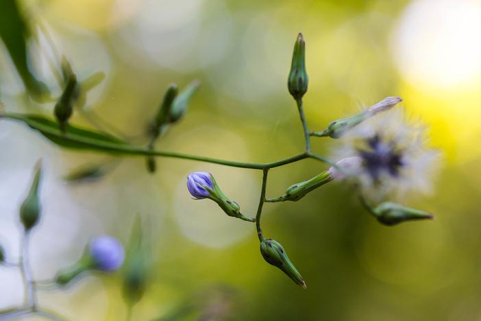 Lactuca biennis image