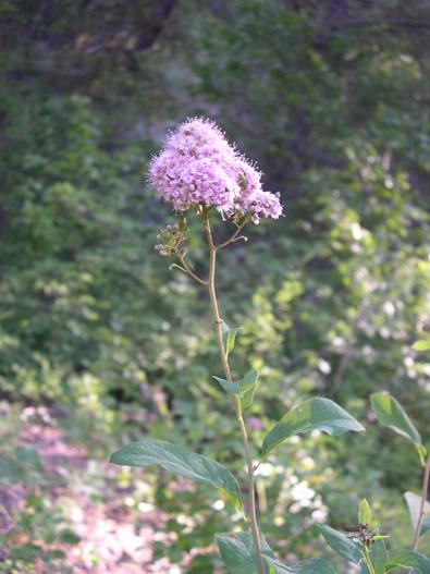 Spiraea ×pyramidata image