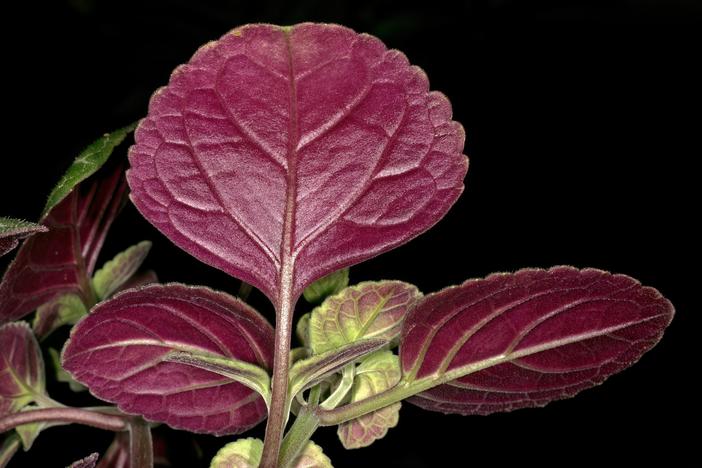 Plectranthus oertendahlii image