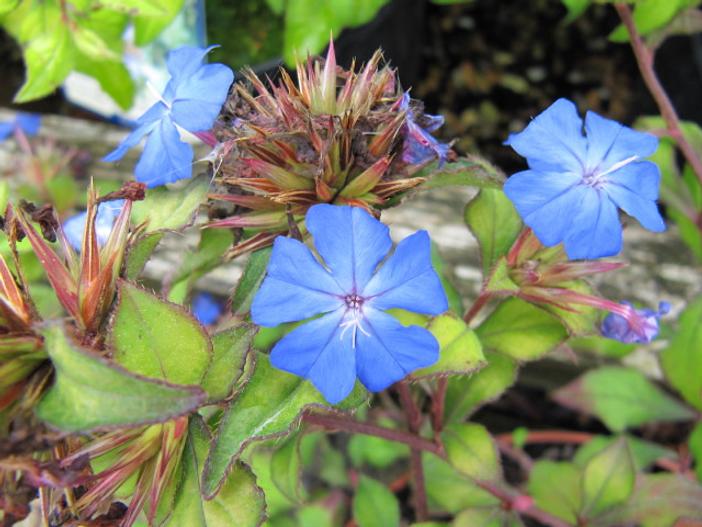 Ceratostigma willmottianum image