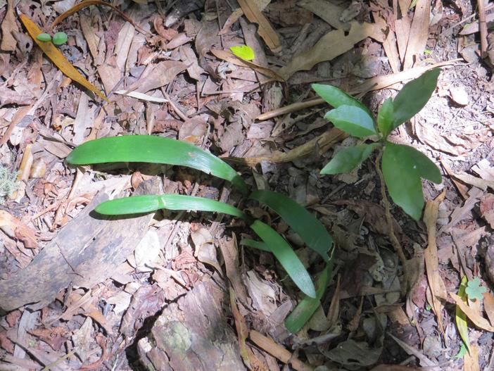 Hippeastrum petiolatum image