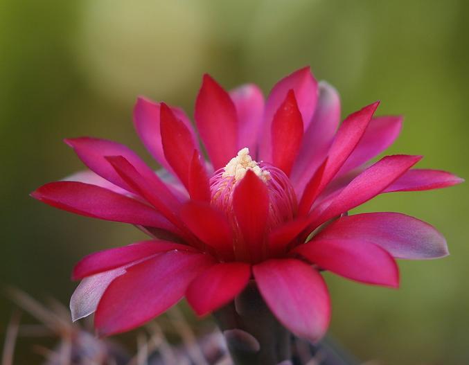 Gymnocalycium baldianum image