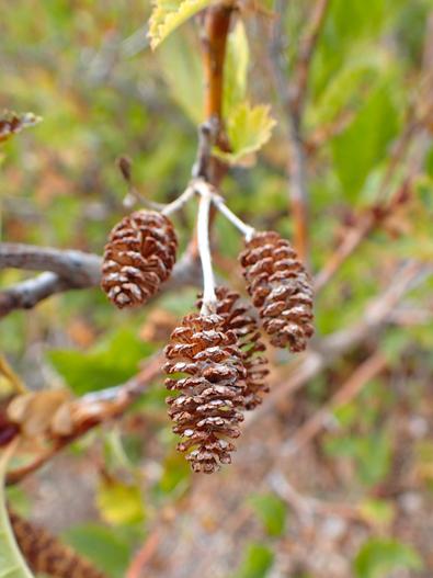 Alnus alnobetula subsp. sinuata image