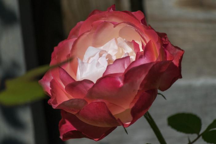 Rosa odorata image