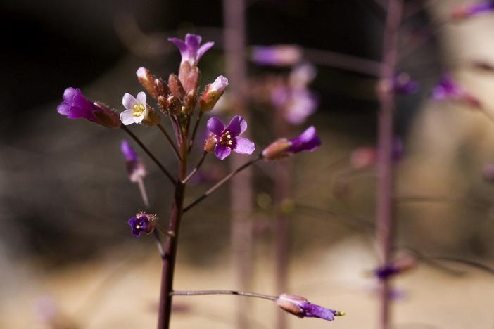Boechera perennans image