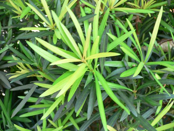 Podocarpus macrophyllus var. maki image